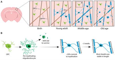 Myelin Dynamics Throughout Life: An Ever-Changing Landscape?